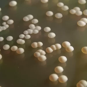 Estudio de Levaduras por el Laboratorio Clínico