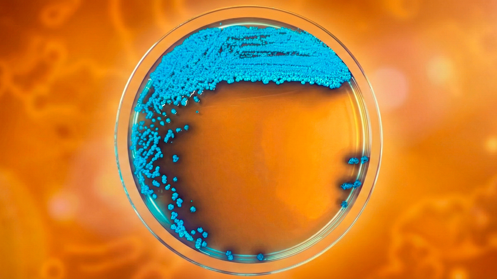 Candida allociferrii en CHROMagar Candida Plus – Crecimiento cromogénico Colonias azul intenso de Candida allociferrii creciendo en CHROMagar Candida Plus dentro de una placa Petri”